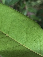 Huberantha nitidissima