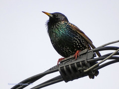 Sturnus vulgaris
