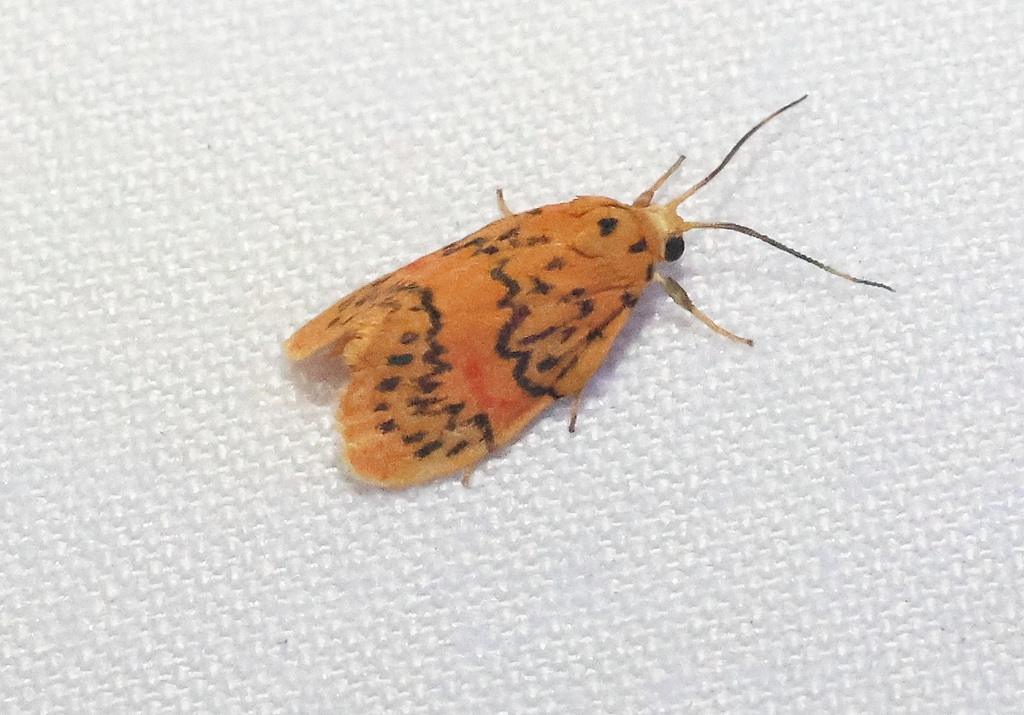Barsinella mirabilis