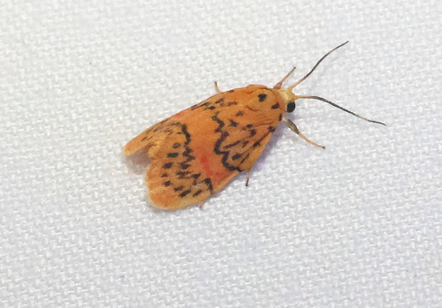 Barsinella mirabilis
