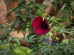 Hibiscus radiatus