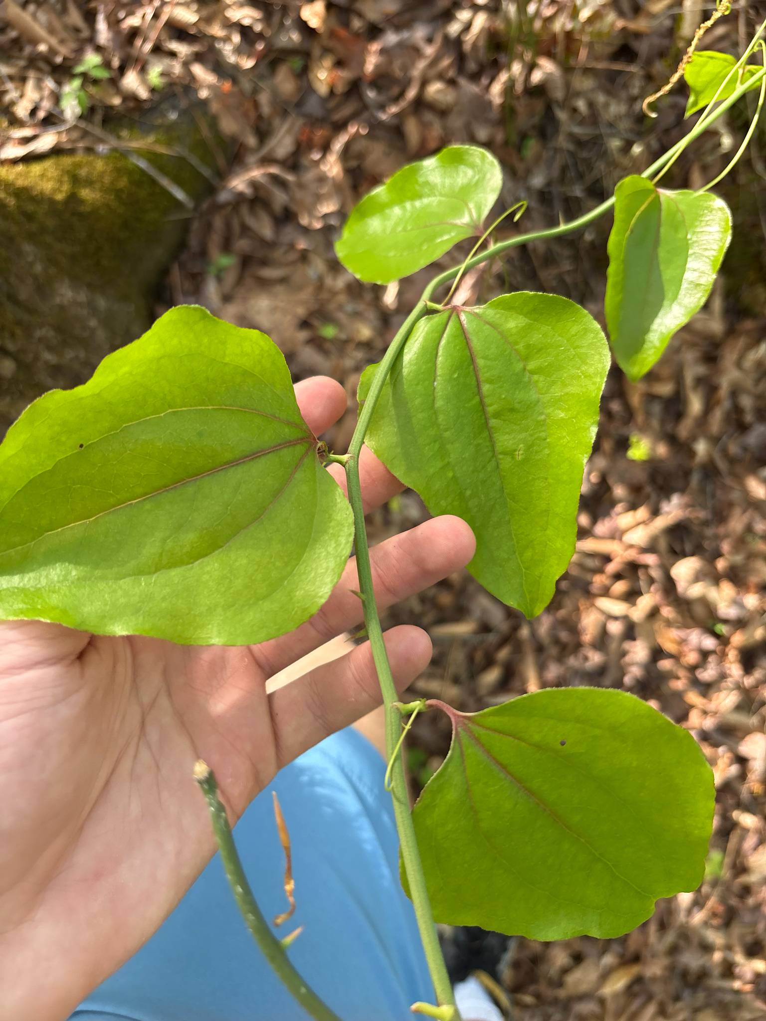 Roundleaf Greenbrier (Smilax rotundifolia)
