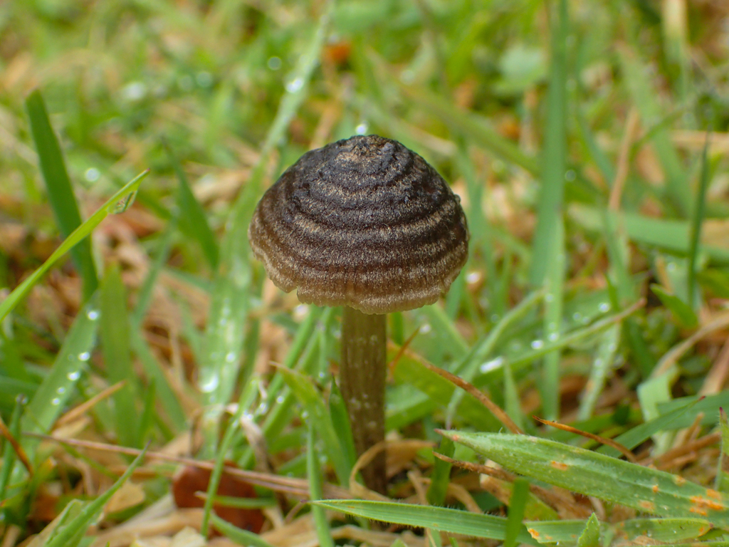 Entoloma perzonatum · April 2026 · photo: © hannah_whittall (iNaturalist, cc-by)