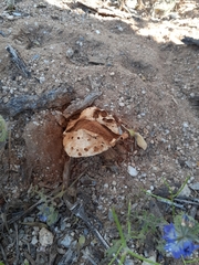 Battarreoides diguetii