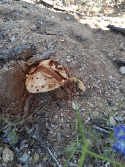 Battarreoides diguetii