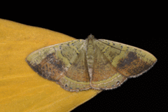 Phrygionis auriferaria