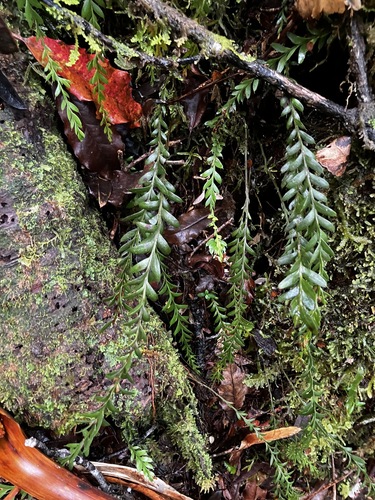 Fork Fern (Tmesipteris tannensis)
