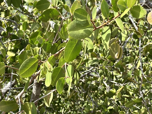 White Mangrove (Laguncularia racemosa)