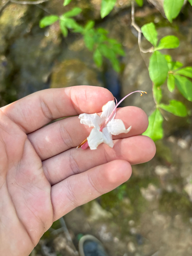 Mountain Azalea (Rhododendron canescens)