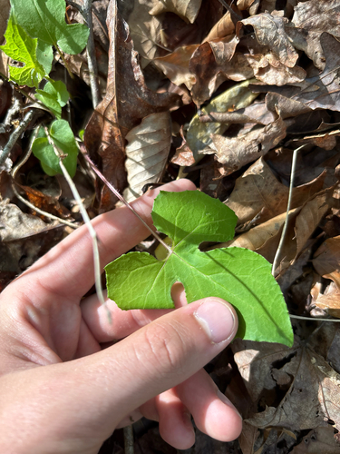 tall rattlesnake root (Nabalus altissimus)