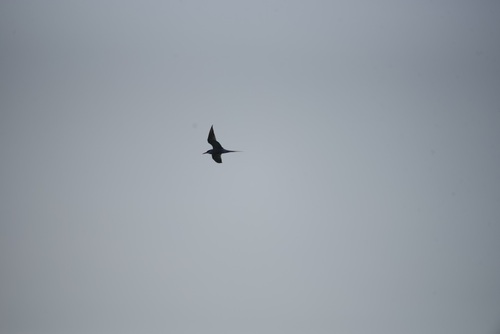 iNaturalist image