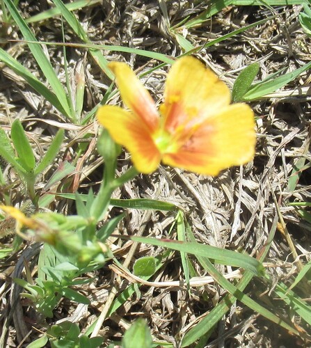 Berlandier's yellow flax (Linum berlandieri)