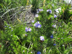 Psoralea speciosa