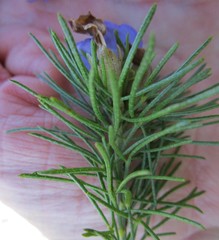 Psoralea speciosa