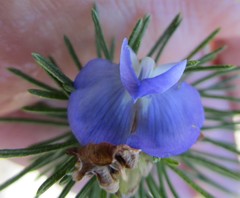 Psoralea speciosa