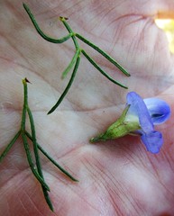 Psoralea speciosa