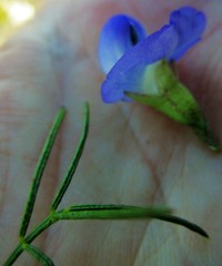 Psoralea speciosa