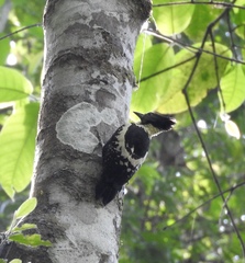 Meiglyptes jugularis