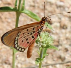 Acraea caldarena