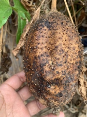 Momordica cochinchinensis