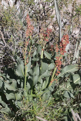 Rumex hymenosepalus, photograph 6