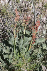Rumex hymenosepalus, photograph author not stated, no rights reserved