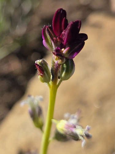 desert candle (Caulanthus inflatus)