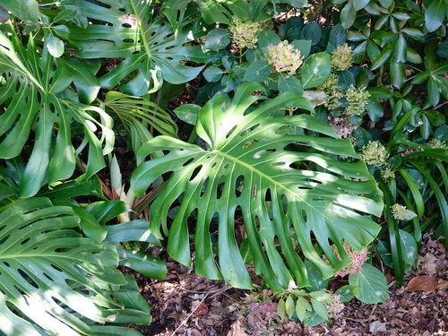Monstera deliciosa