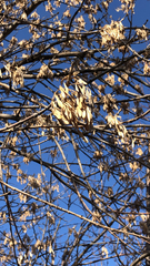 Fraxinus chinensis