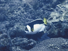 Ballina Angelfish photo 2