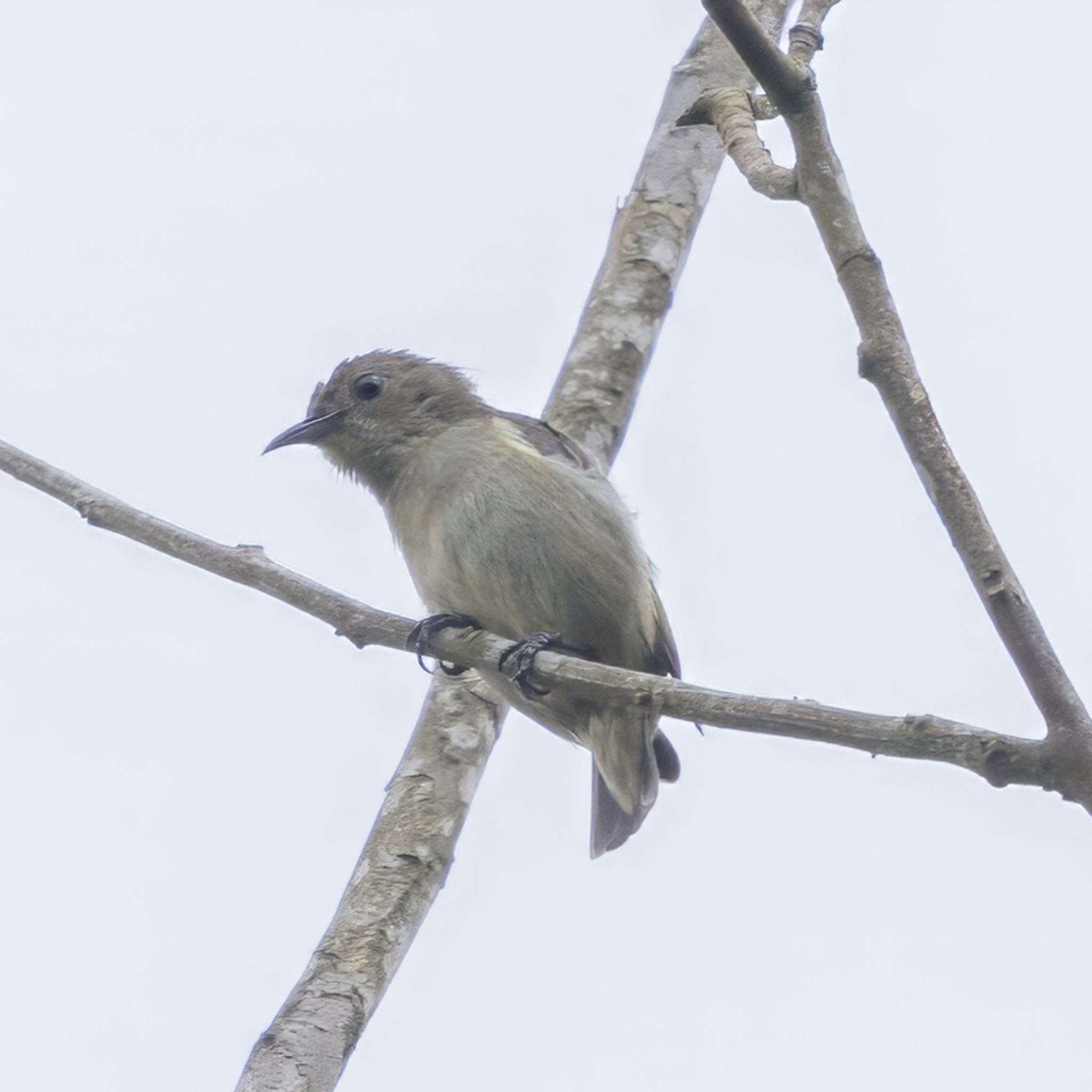 Plain Flowerpecker (Dicaeum minullum), photo 2