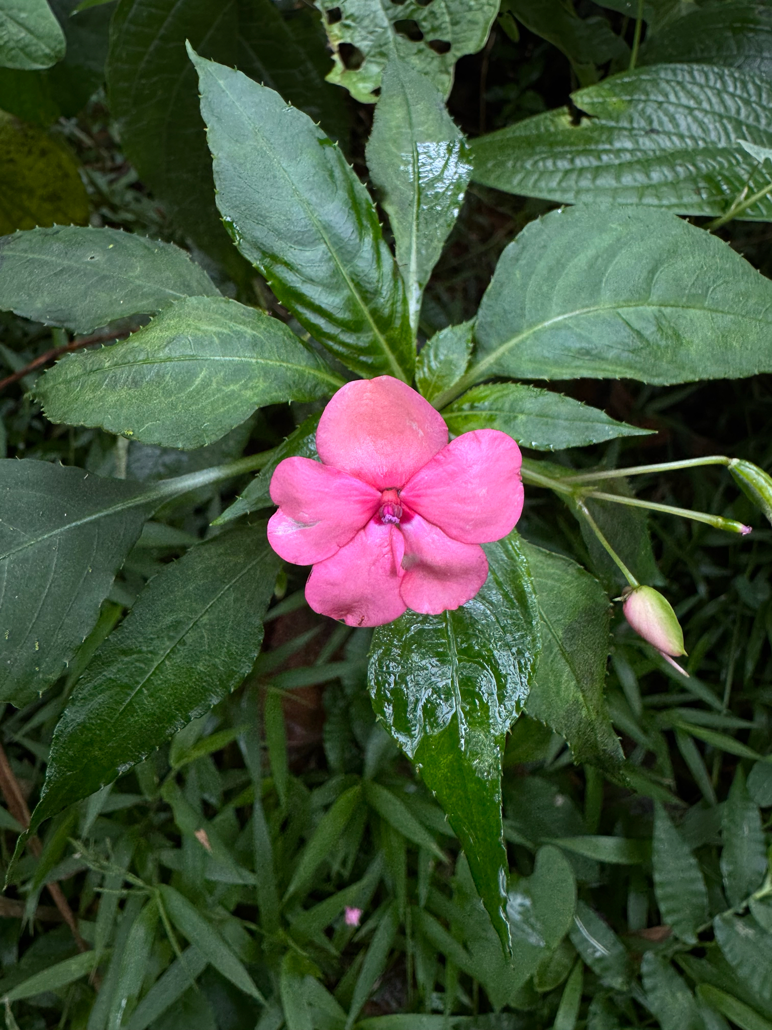 Busy Lizzie (Impatiens walleriana)