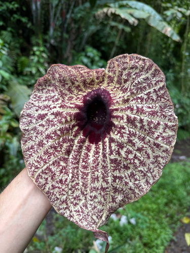 pelican flower (Aristolochia grandiflora)