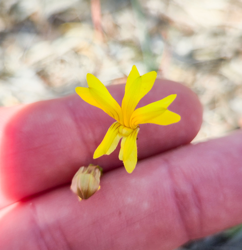 scrambled eggs (Goodenia pinnatifida)