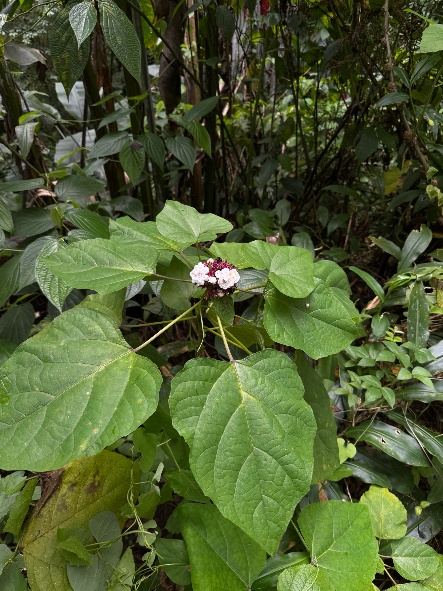 Glory-Bower (Clerodendrum chinense)