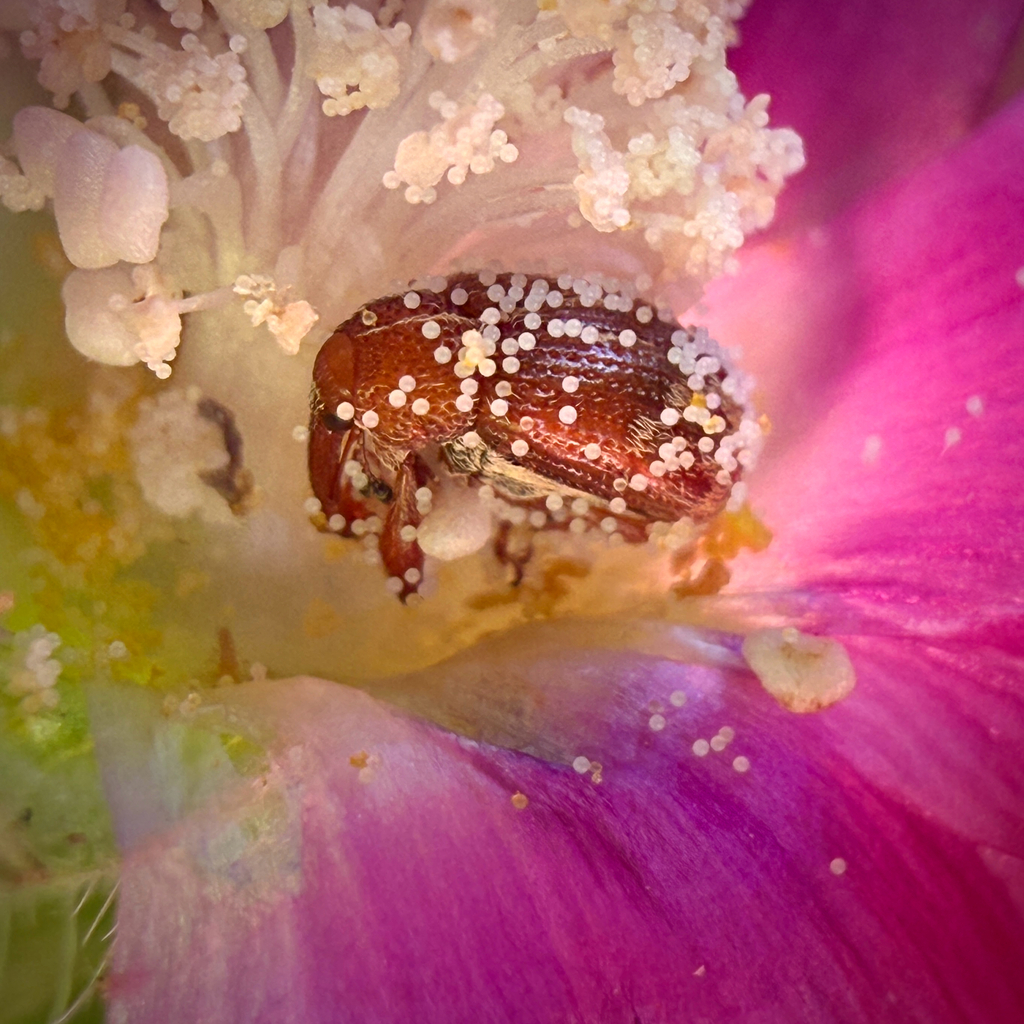 Red Winecup Weevil