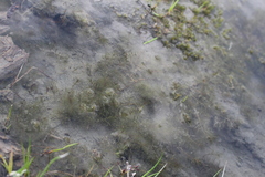 Myriophyllum triphyllum