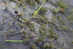 Myriophyllum triphyllum