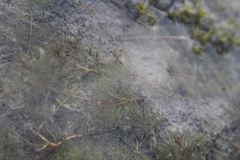 Myriophyllum triphyllum