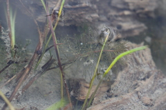 Myriophyllum triphyllum