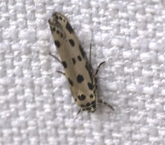 Ethmia sphaerosticha