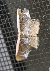 Tessarotis rubrata