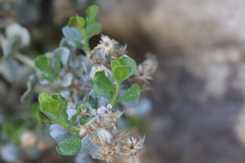 Wedgeleaf Goldenbush (Ericameria cuneata)