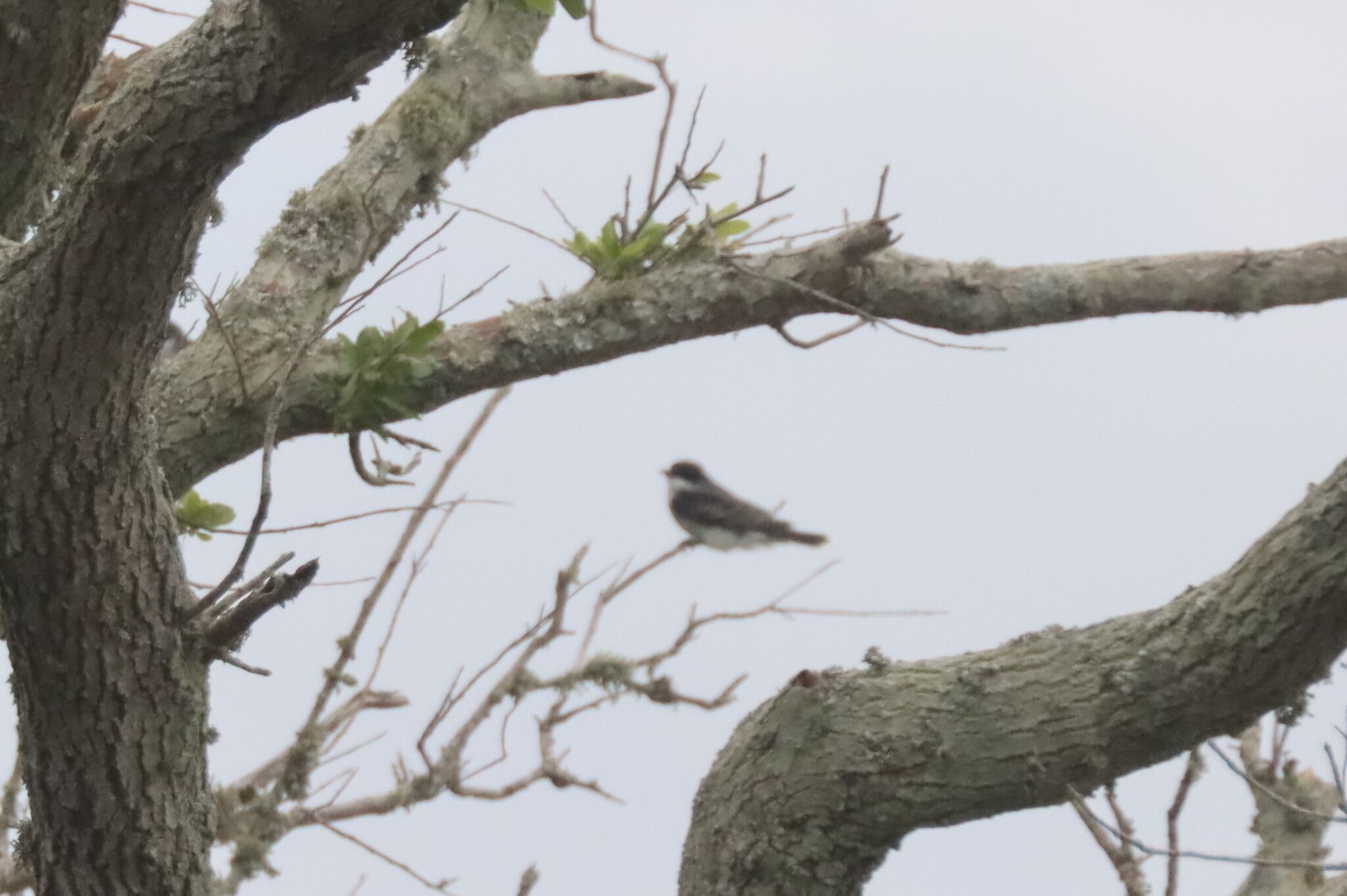 Eastern Kingbird (Tyrannus tyrannus), photo 5