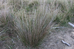 Juncus edgariae