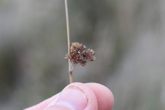 Juncus edgariae