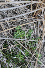 Centipeda cunninghamii