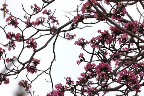 Pink Trumpet-Tree (Tabebuia rosea)
