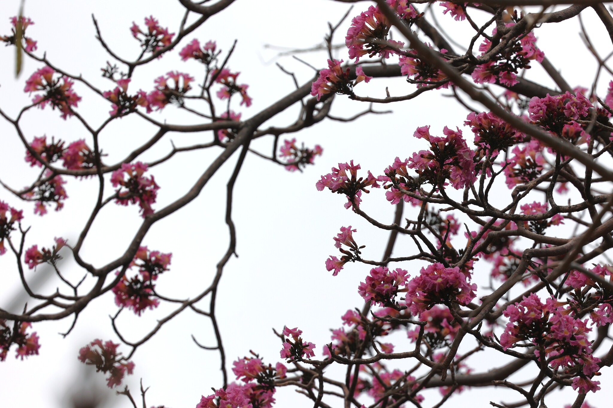 Pink Trumpet-Tree (Tabebuia rosea)