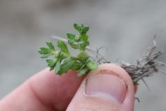 Centipeda cunninghamii